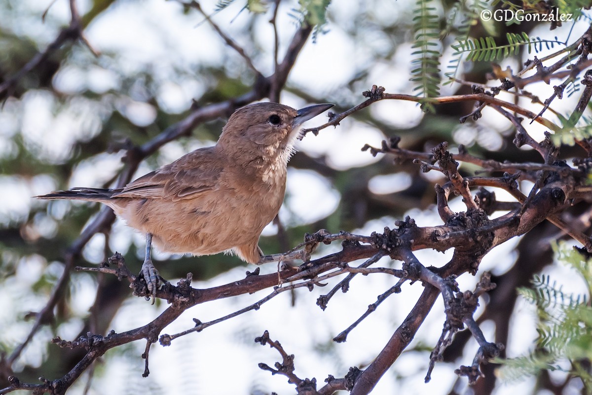 White-throated Cacholote - ML632131673