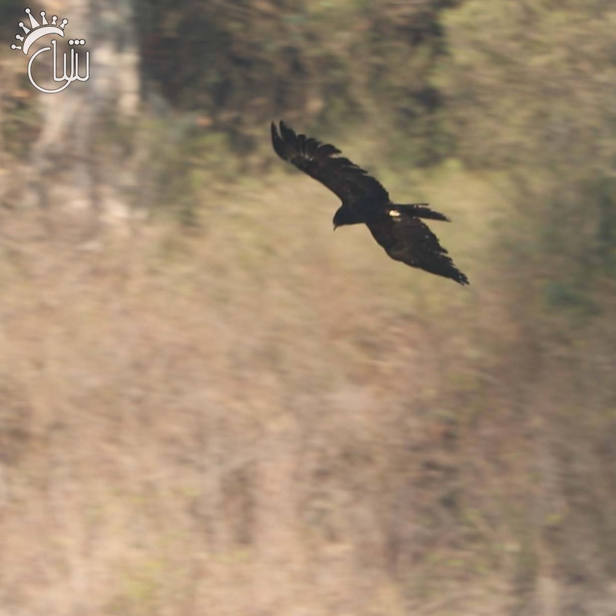 Black Eagle - ML632131678