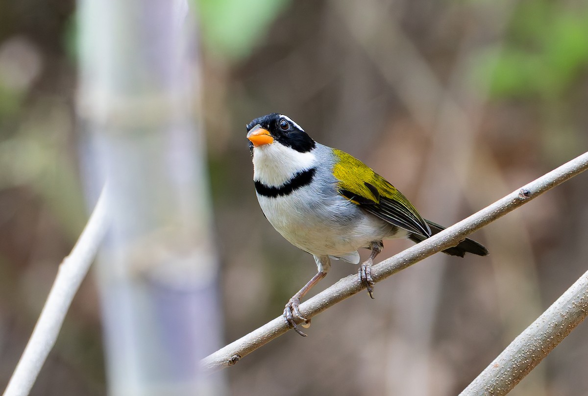 Saffron-billed Sparrow (Saffron-billed) - ML632131786