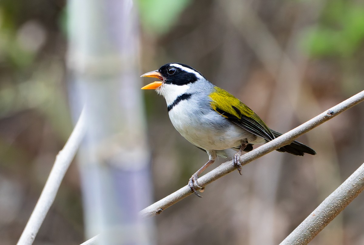 Saffron-billed Sparrow (Saffron-billed) - ML632131787