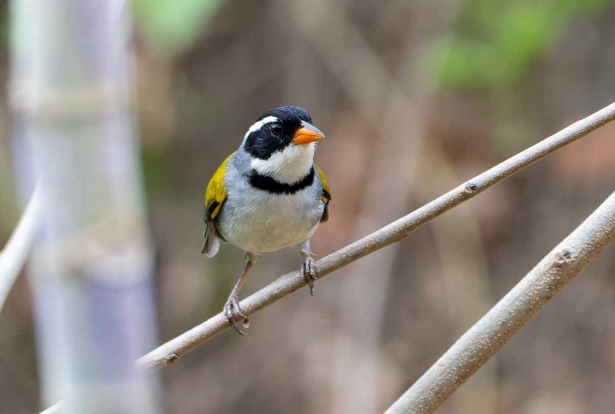 Saffron-billed Sparrow (Saffron-billed) - ML632131788