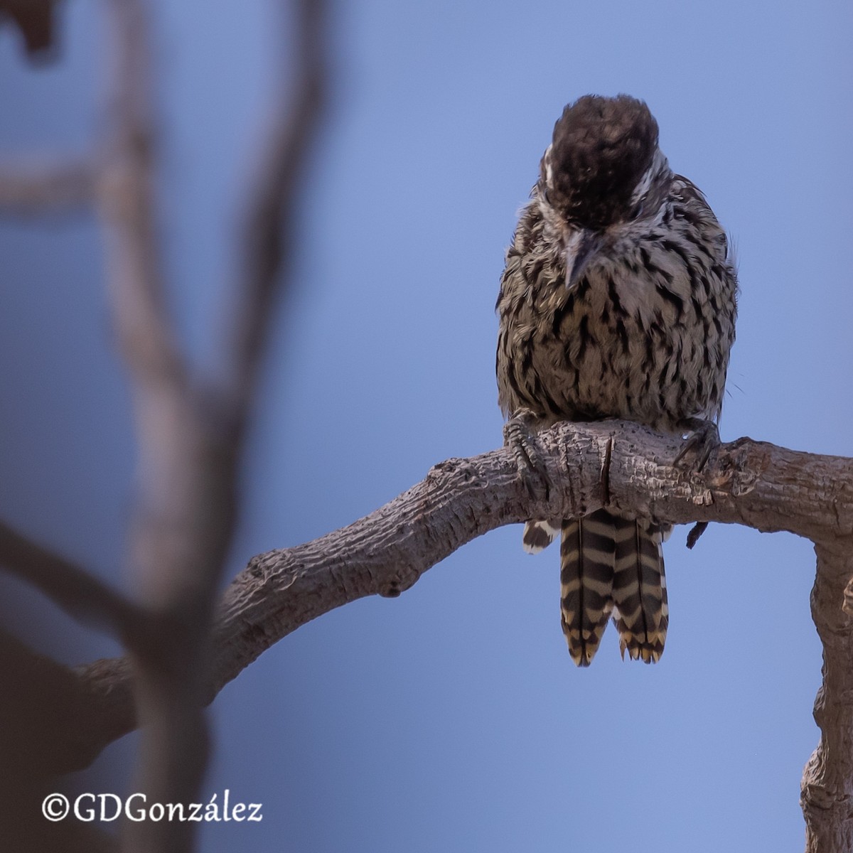 Checkered Woodpecker - ML632131793