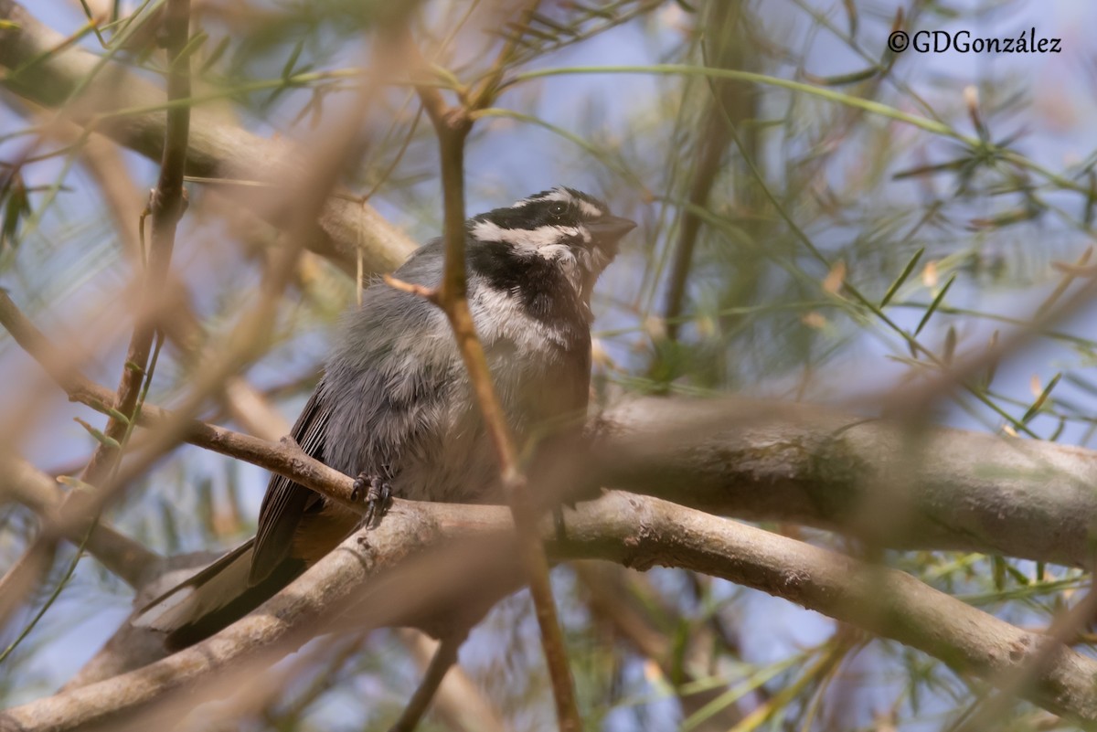 Ringed Warbling Finch - ML632131797