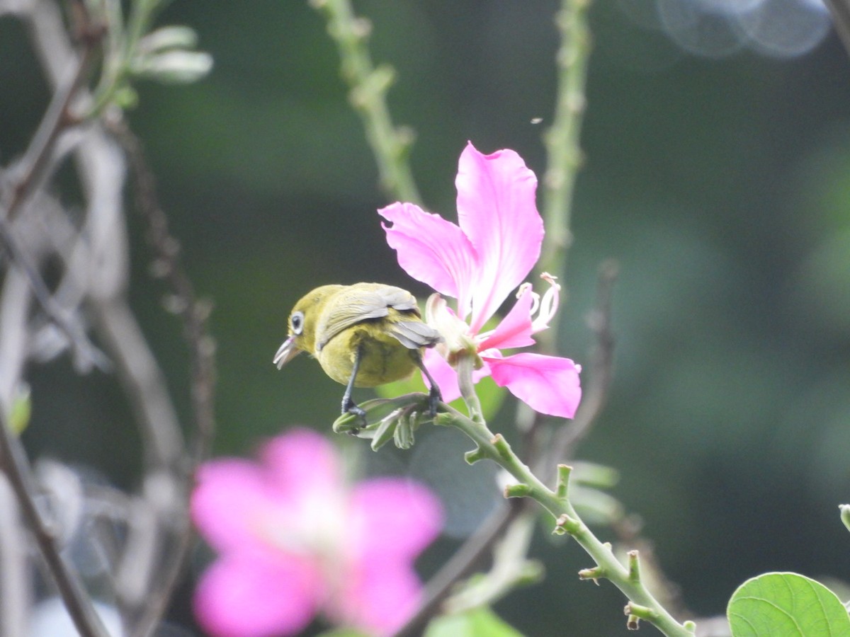 Lemon-bellied White-eye - ML632131842
