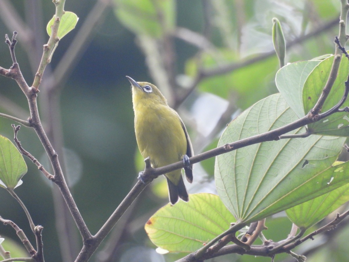 Lemon-bellied White-eye - ML632131844