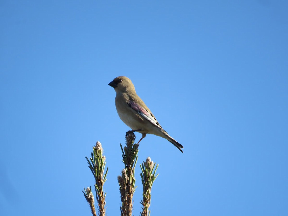 Desert Finch - ML632131919