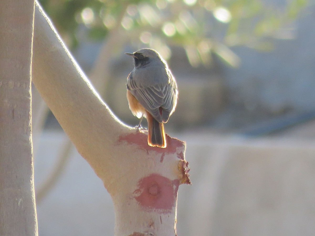 Common Redstart - ML632131924