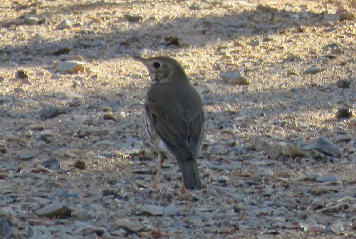 Song Thrush - ML632131960