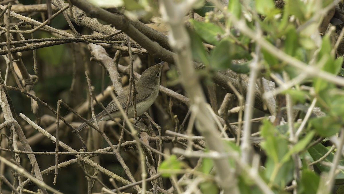 Common Reed Warbler (Mangrove) - ML632132036