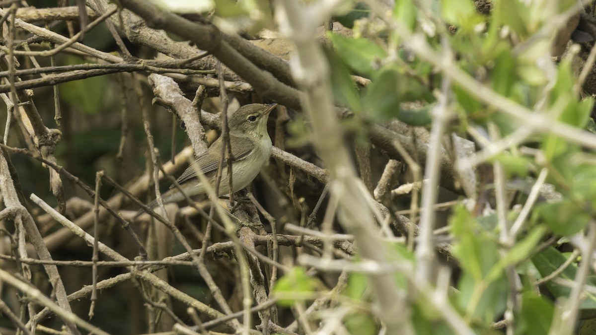Common Reed Warbler (Mangrove) - ML632132037