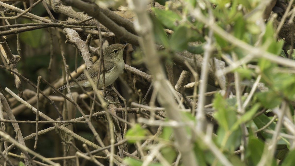 Common Reed Warbler (Mangrove) - ML632132039