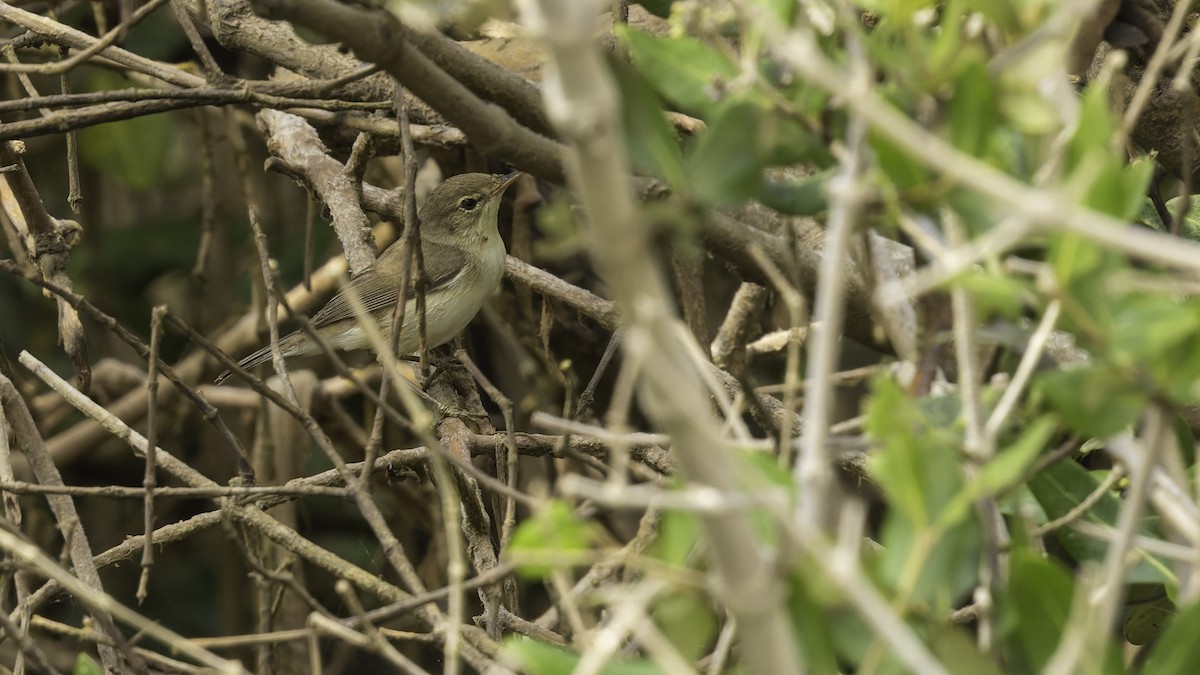 Common Reed Warbler (Mangrove) - ML632132041