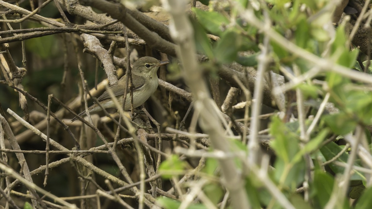 Common Reed Warbler (Mangrove) - ML632132045