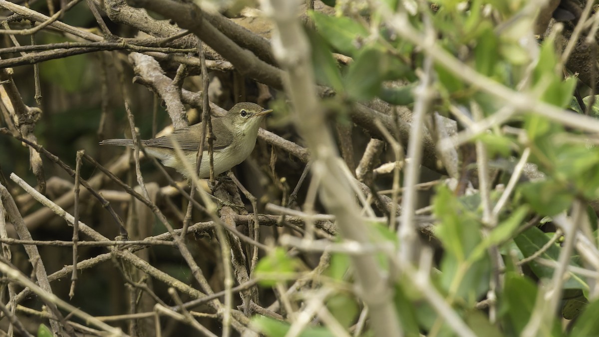 Common Reed Warbler (Mangrove) - ML632132047