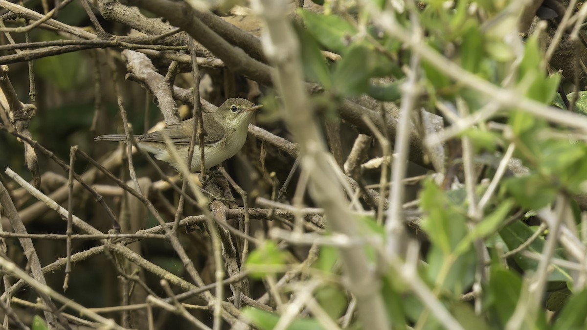 Common Reed Warbler (Mangrove) - ML632132049