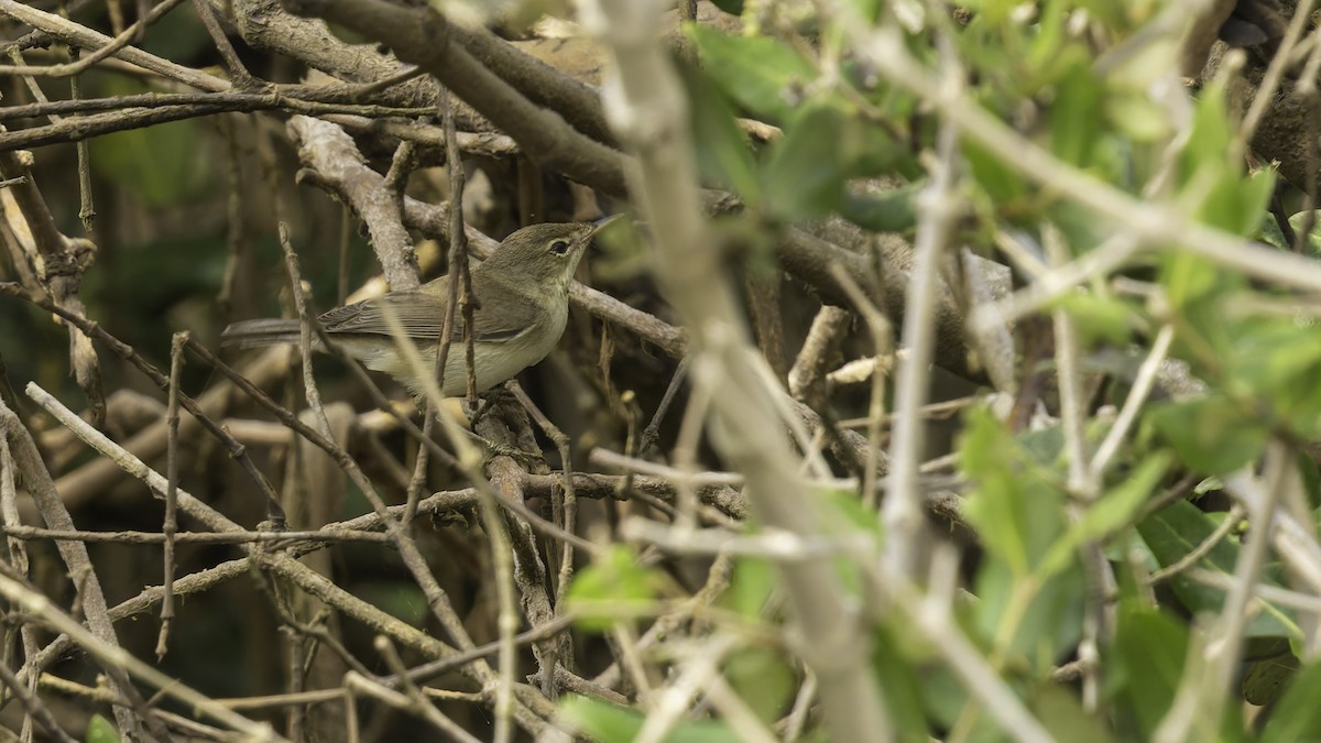 Common Reed Warbler (Mangrove) - ML632132052