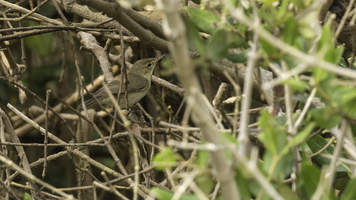 Common Reed Warbler (Mangrove) - ML632132053