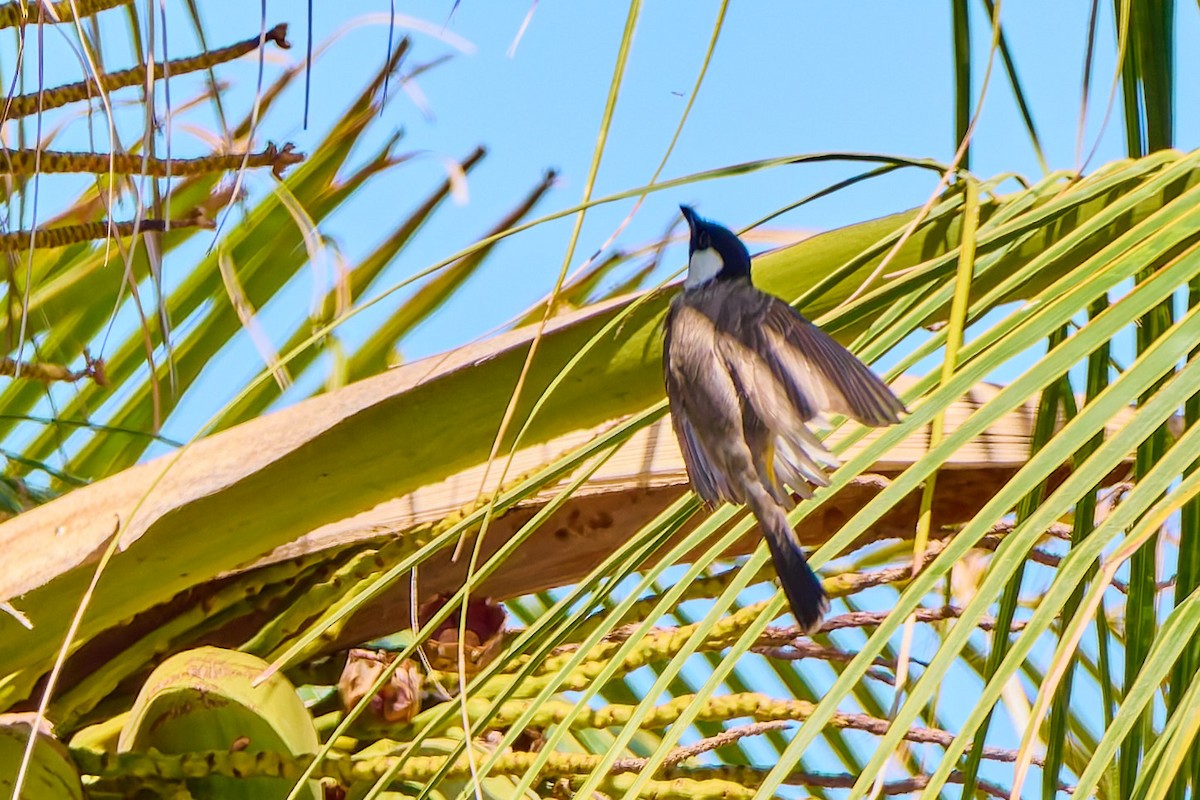 White-eared Bulbul - ML632132339