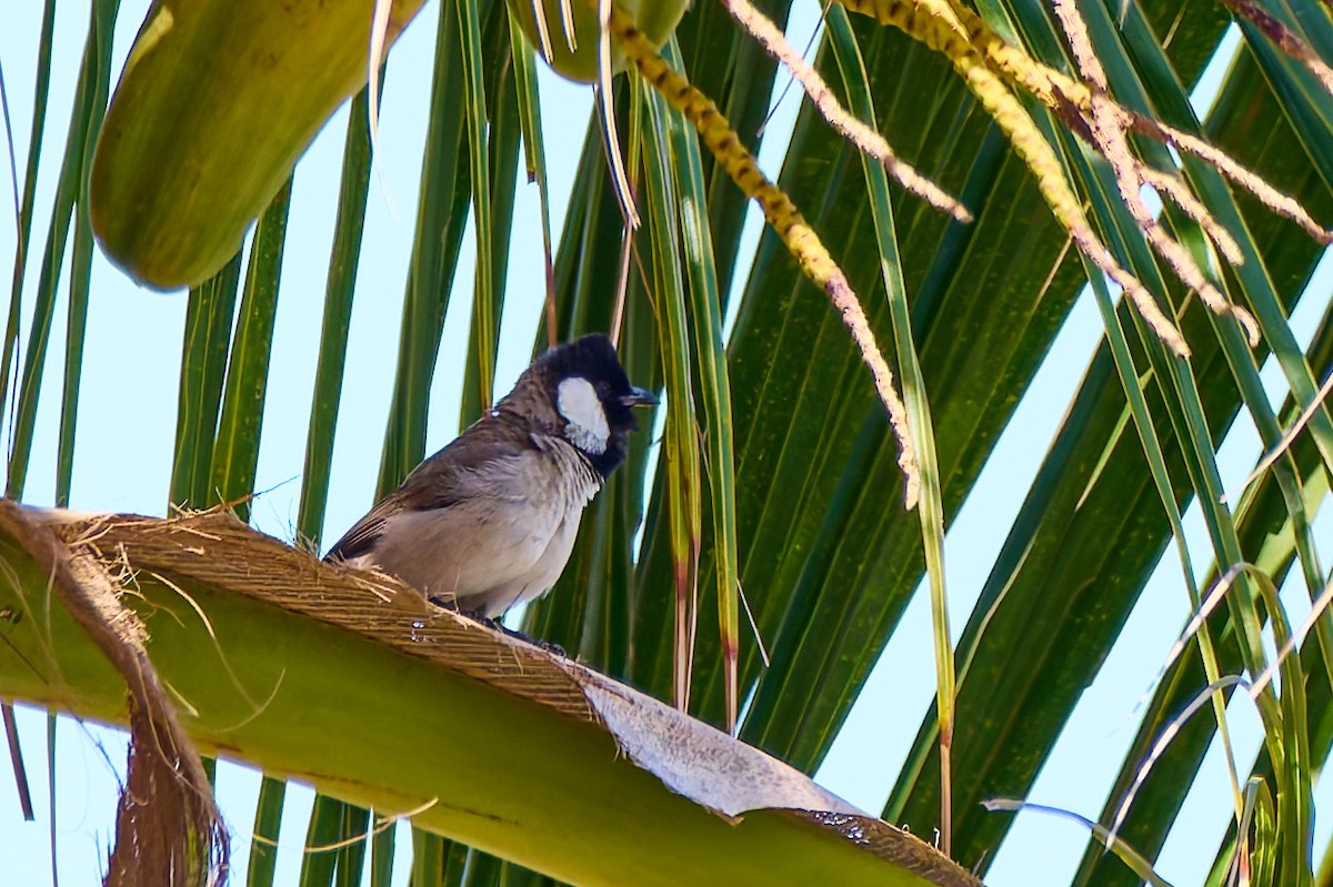 White-eared Bulbul - ML632132340