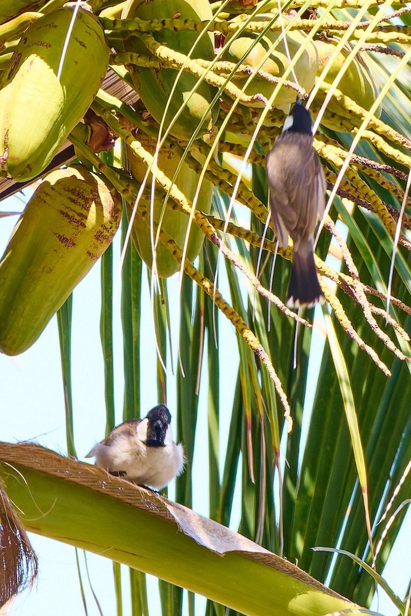 White-eared Bulbul - ML632132341