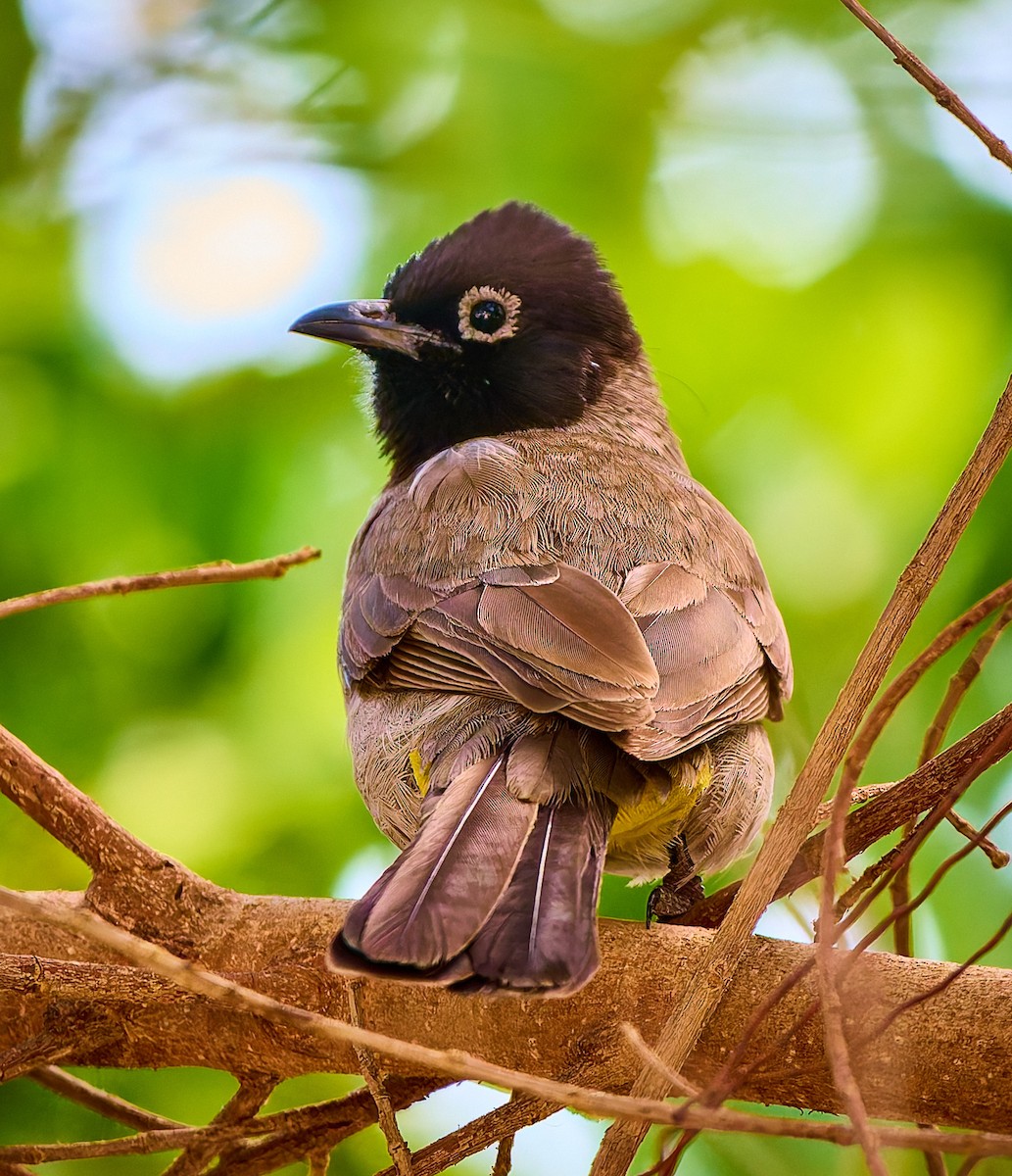 White-spectacled Bulbul - ML632132343