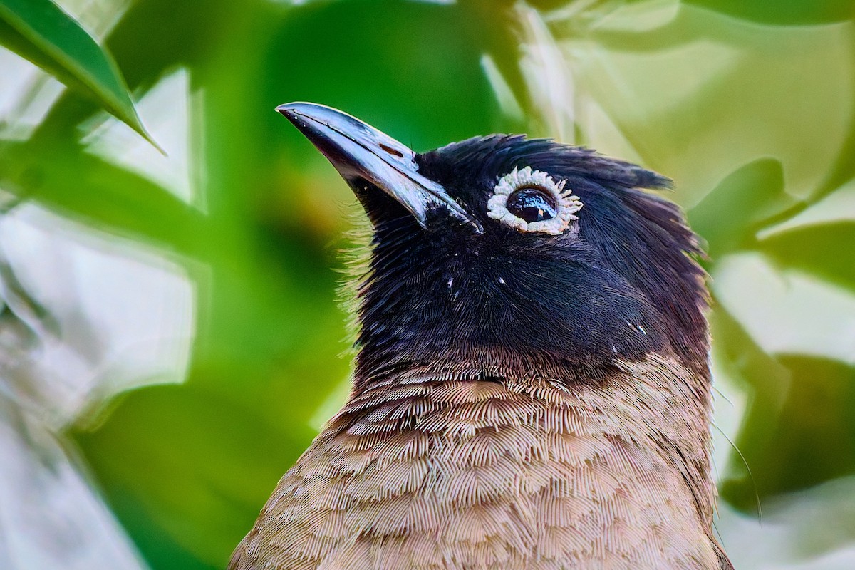 White-spectacled Bulbul - ML632132344