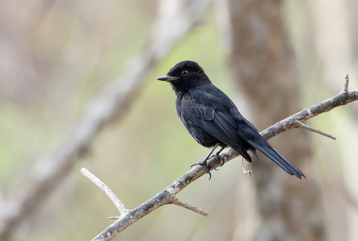 Caatinga Black-Tyrant - ML632132410