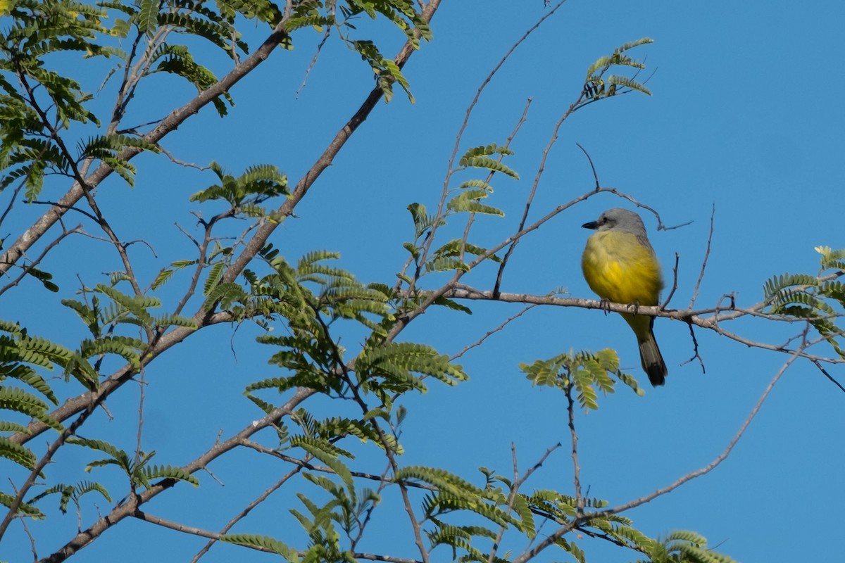 Couch's Kingbird - ML632132715