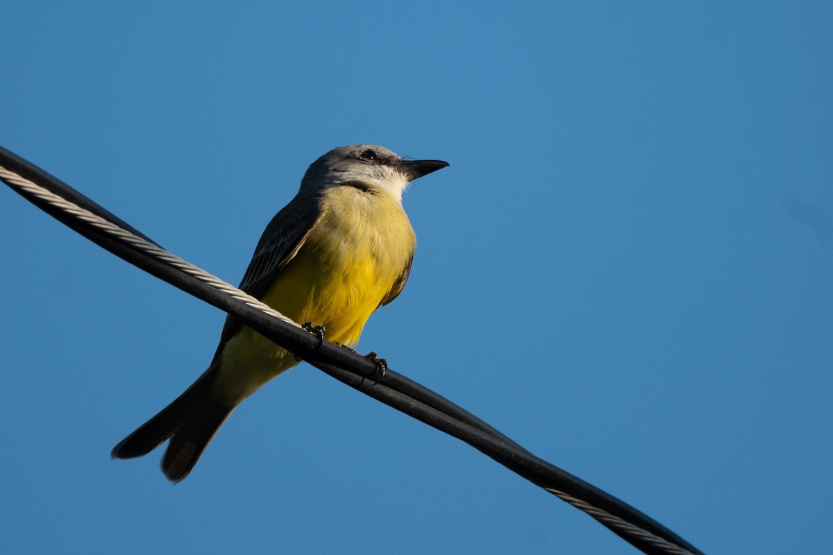 Couch's Kingbird - ML632132719