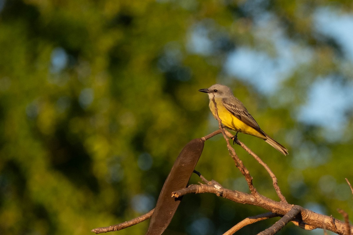 Couch's Kingbird - ML632132721