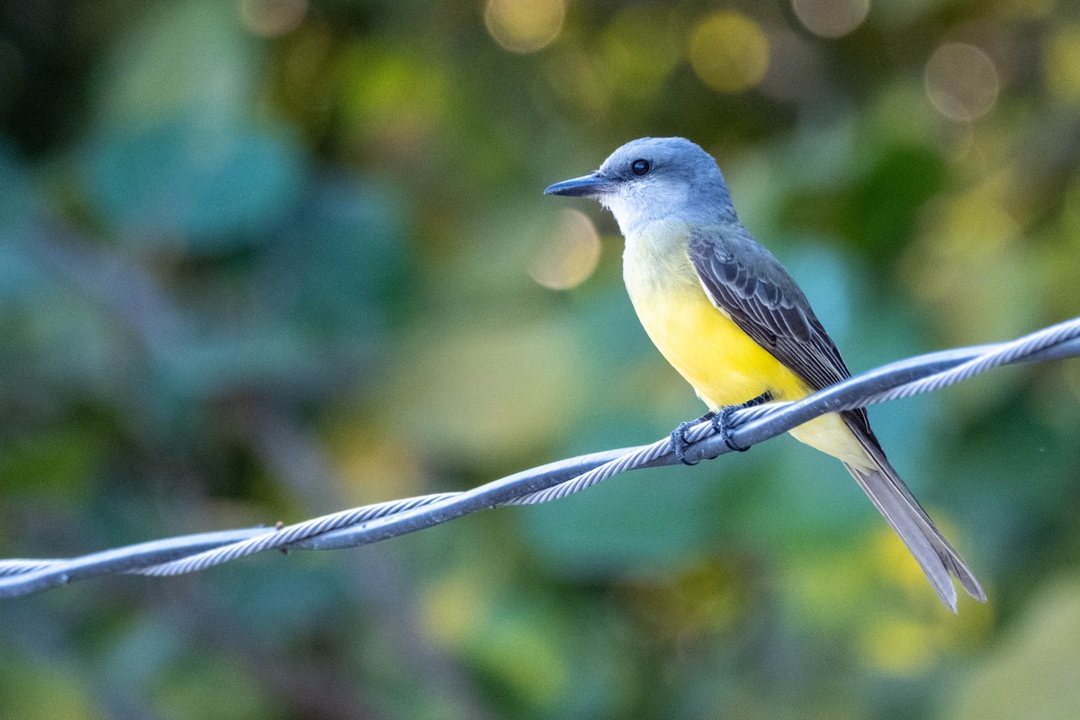 Couch's Kingbird - ML632132779