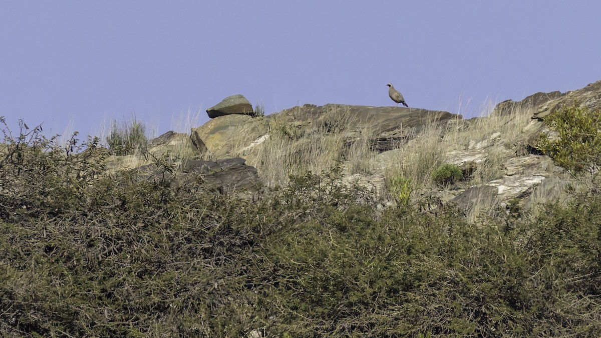 Philbysteinhuhn - ML632132982