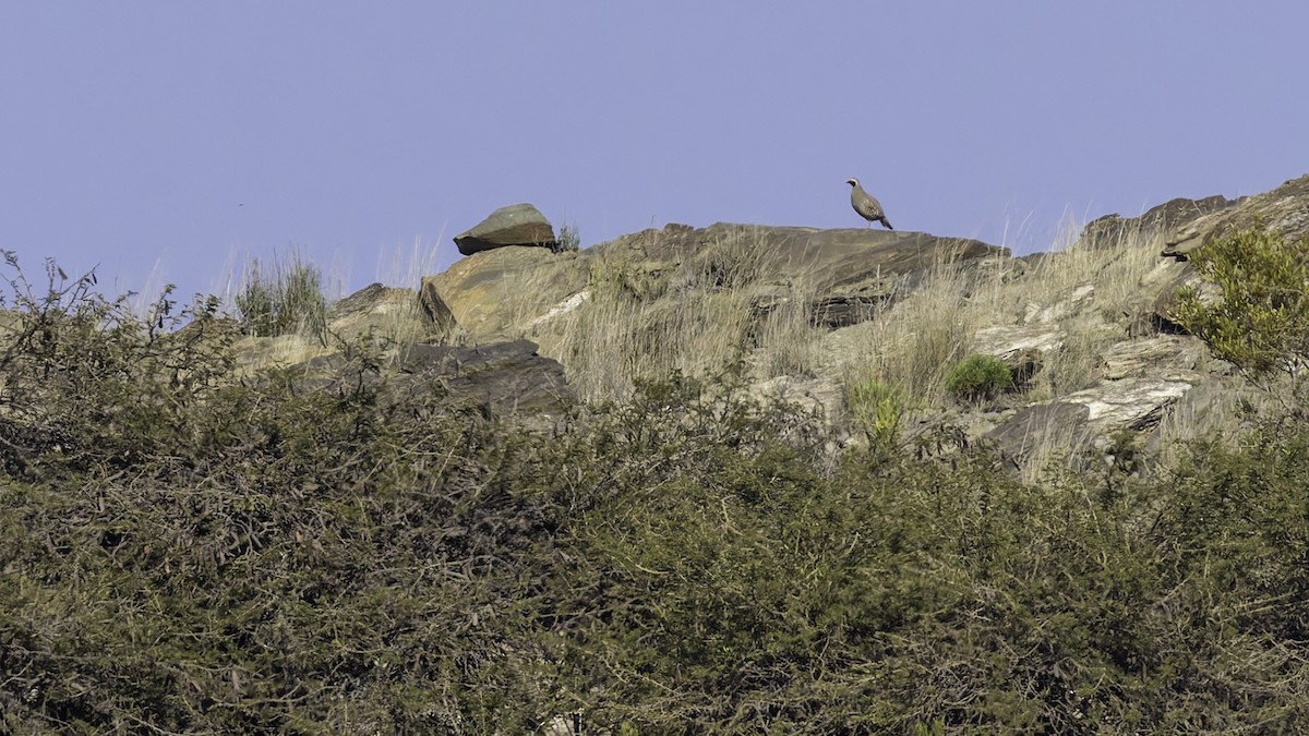 Philbysteinhuhn - ML632132984