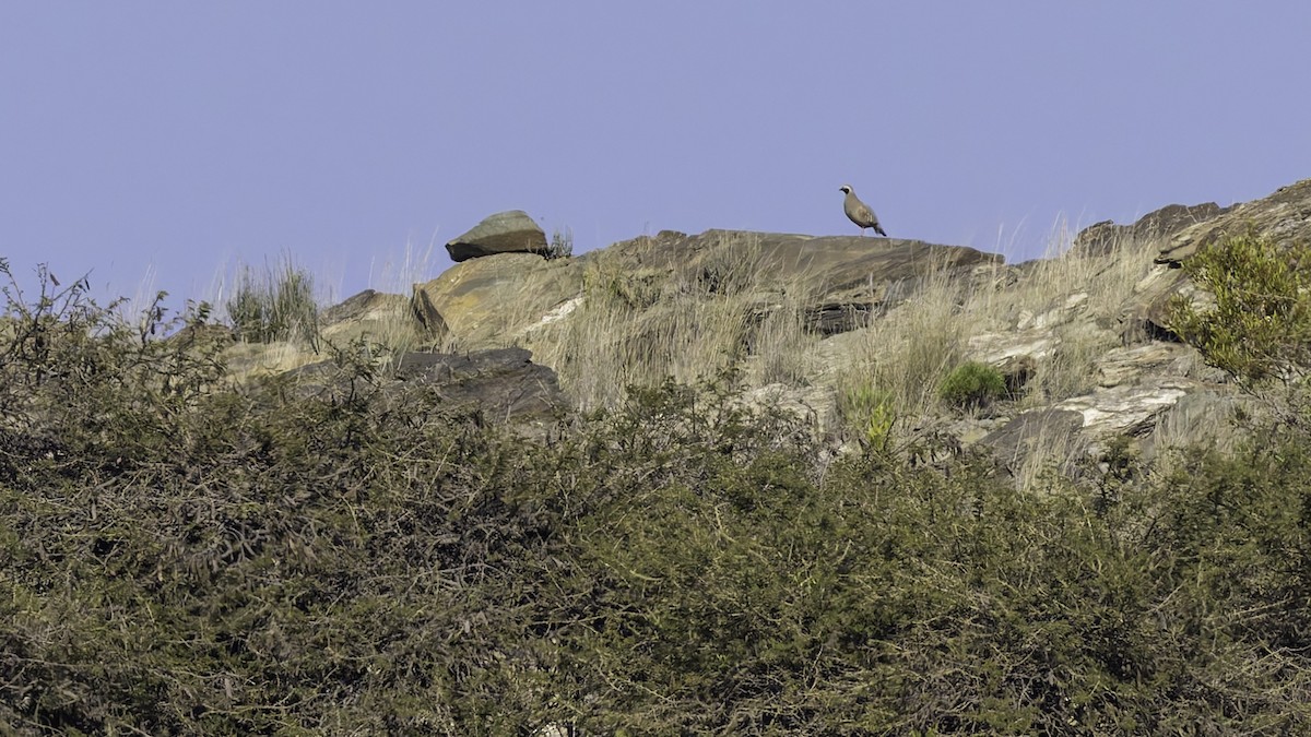 Philbysteinhuhn - ML632132986