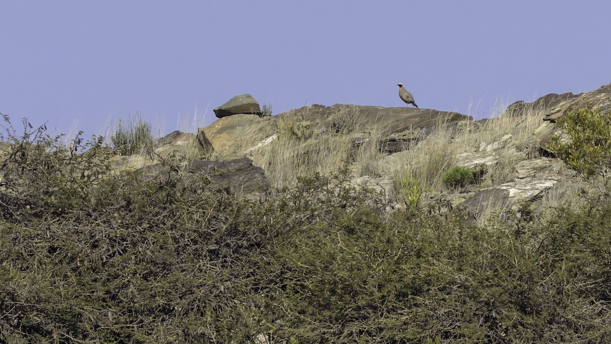 Philbysteinhuhn - ML632132988