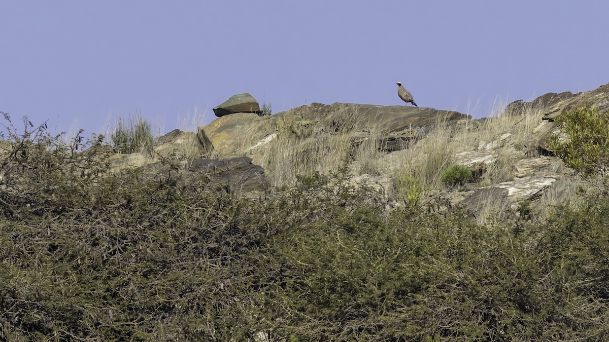 Philbysteinhuhn - ML632132989