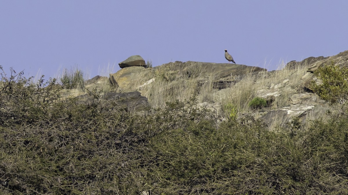 Philbysteinhuhn - ML632132992