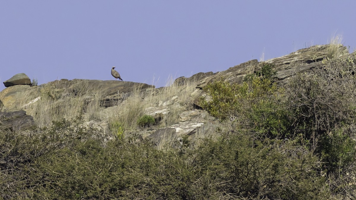 Philbysteinhuhn - ML632132993