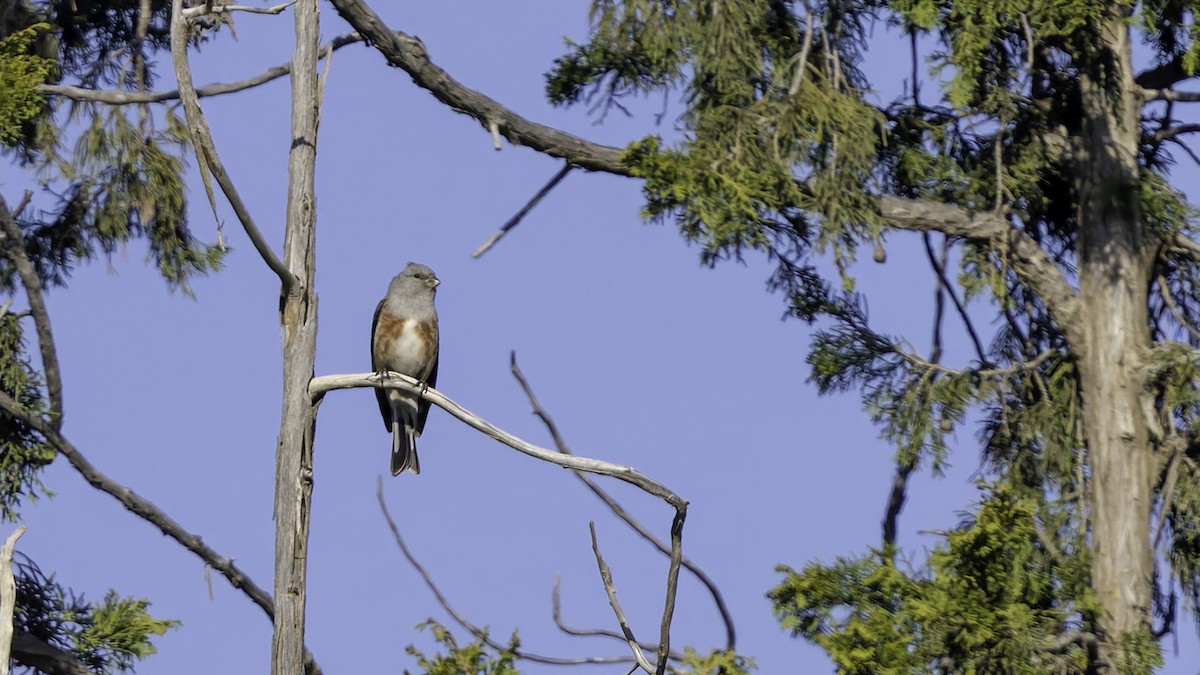 Yemen Linnet - ML632133000