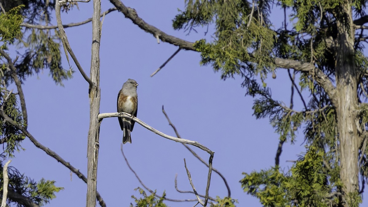 Yemen Linnet - ML632133001