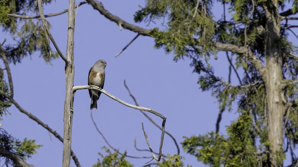 Yemen Linnet - ML632133005