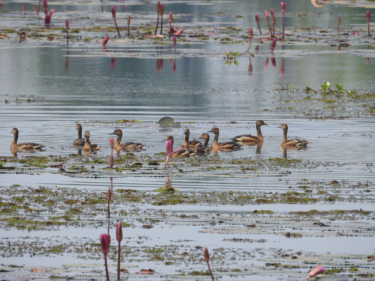 Lesser Whistling-Duck - ML632133010