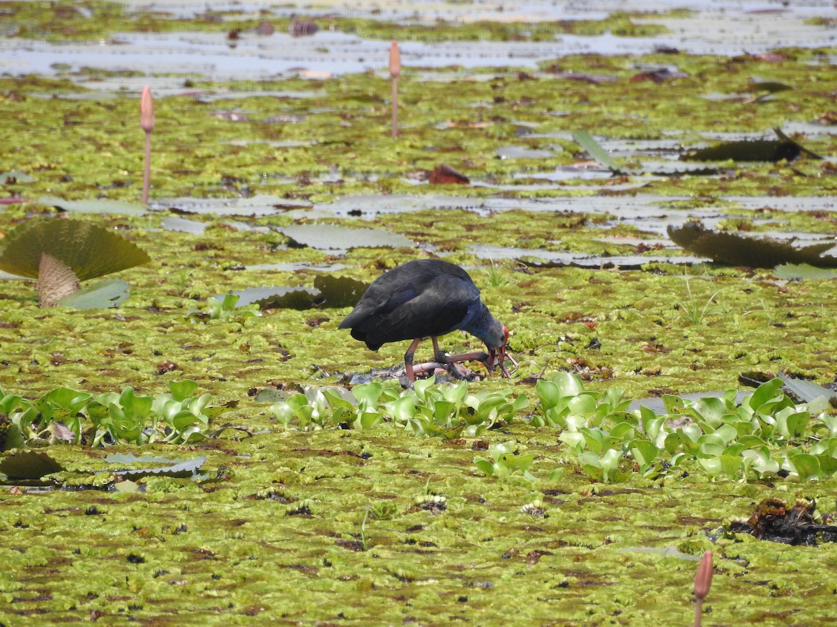 Gray-headed Swamphen - ML632133017