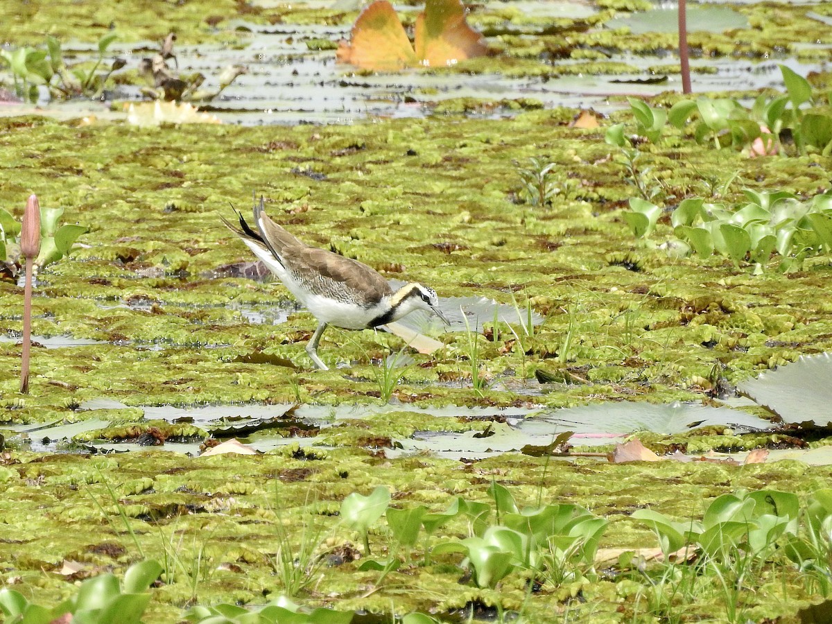 Pheasant-tailed Jacana - ML632133021