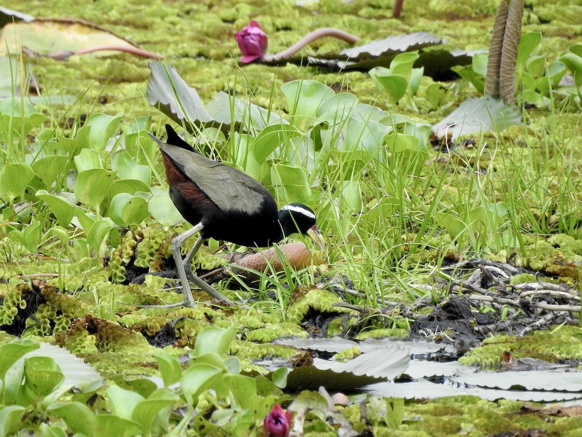 Bronze-winged Jacana - ML632133026