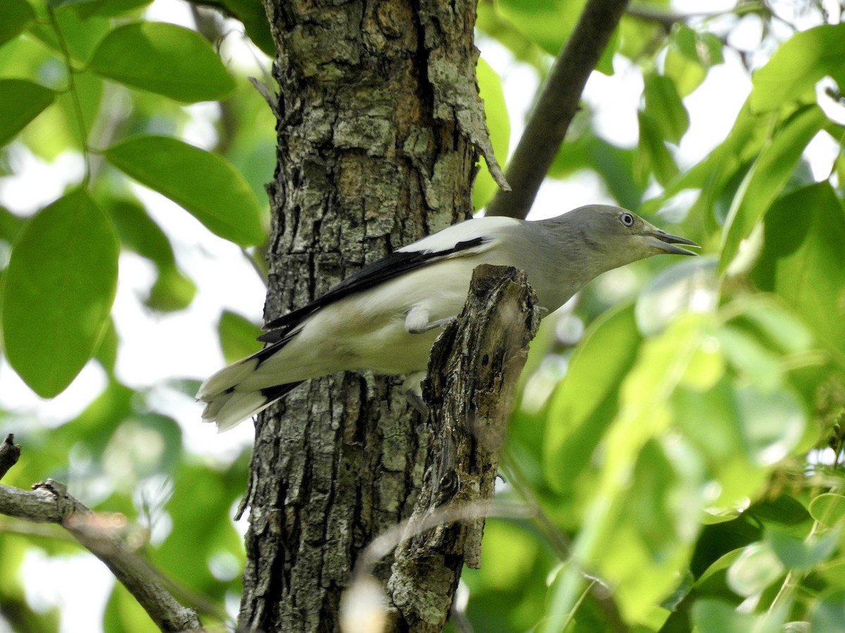 White-shouldered Starling - ML632133031