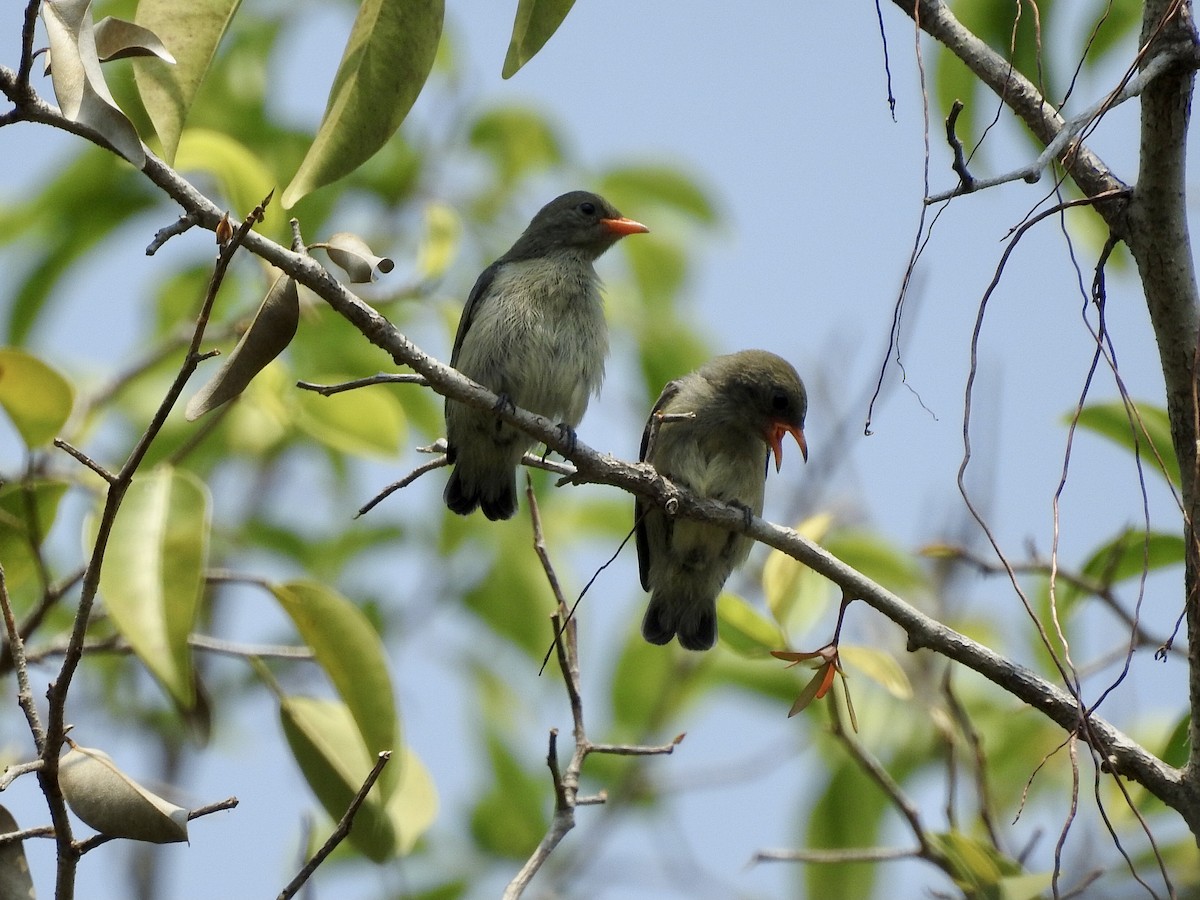 Scarlet-backed Flowerpecker - ML632133033