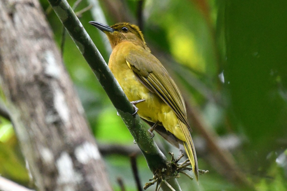 Yellowish Bulbul - ML632133101