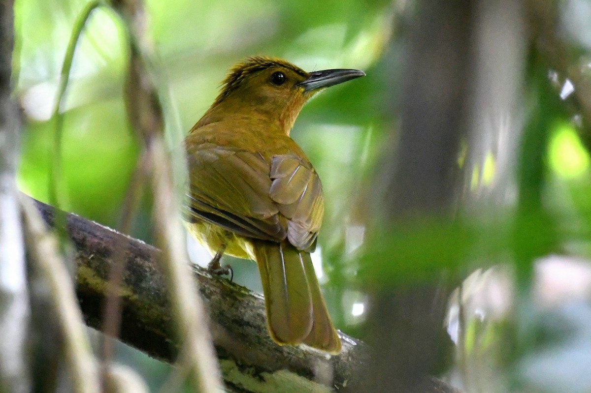 Yellowish Bulbul - ML632133118