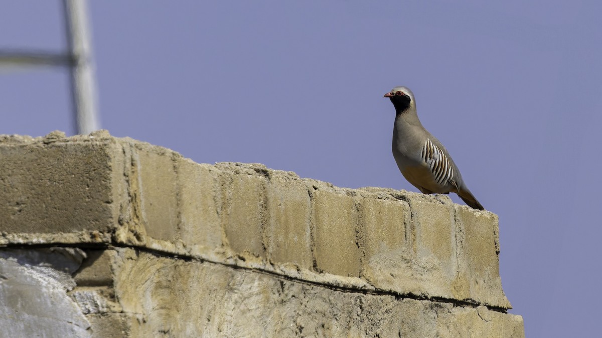 Philbysteinhuhn - ML632133198